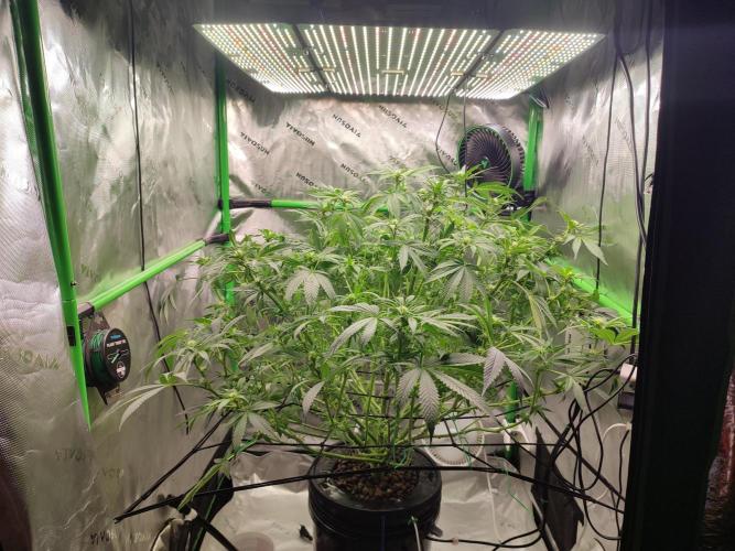 DWC - Papaya Stank. Week 11 - BT 17