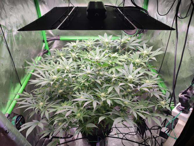 DWC - Papaya Stank. Week 12 - BT 21