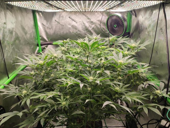 DWC - Papaya Stank. Week 12 - BT 21