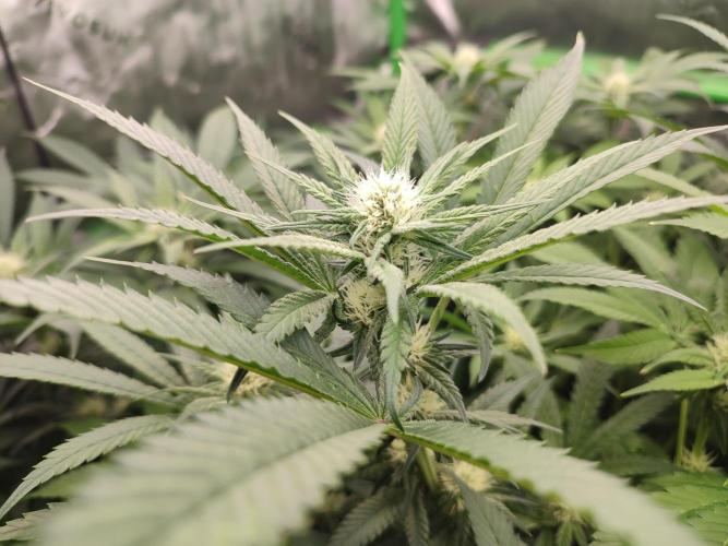 DWC - Papaya Stank. Week 12 - BT 21