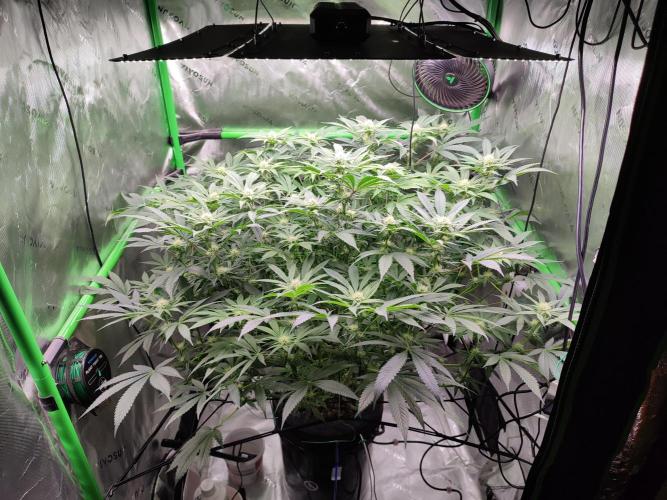 DWC - Papaya Stank. Week 12 - BT 22