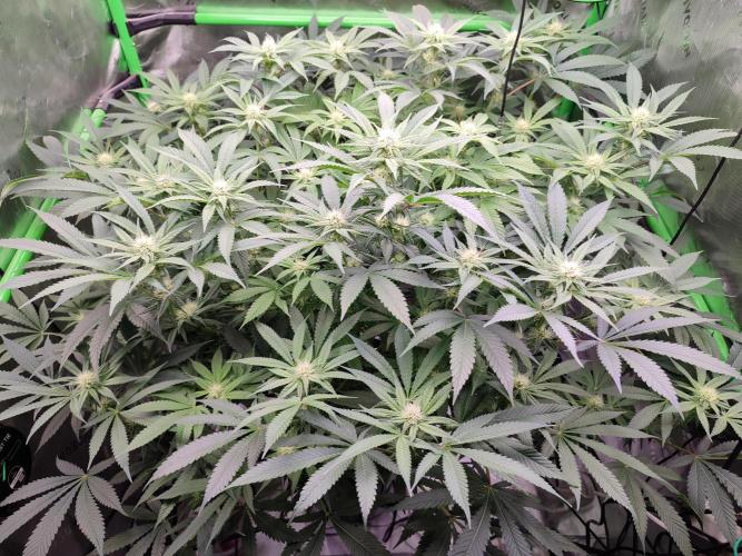 DWC - Papaya Stank. Week 12 - BT 22