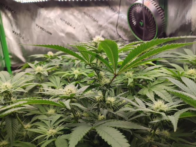 DWC - Papaya Stank. Week 12 - BT 22