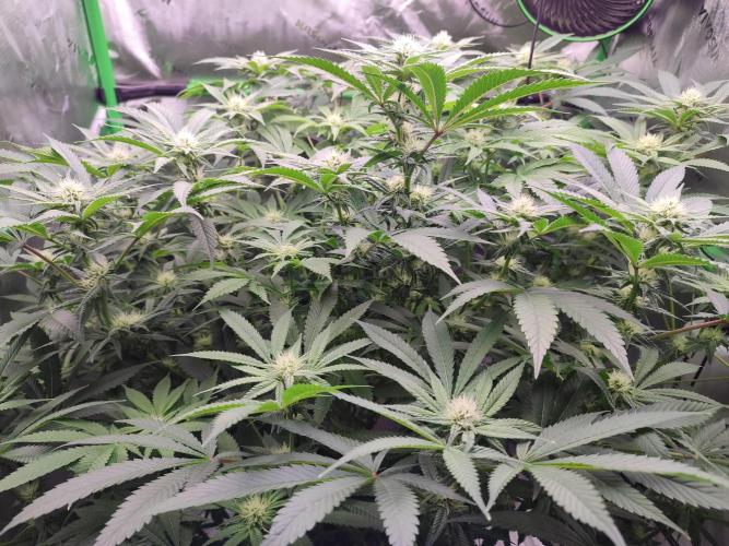 DWC - Papaya Stank. Week 12 - BT 22