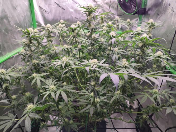 DWC - Papaya Stank. Week 12 - BT 23