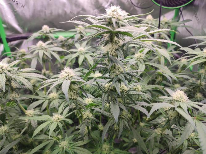 DWC - Papaya Stank. Week 12 - BT 23