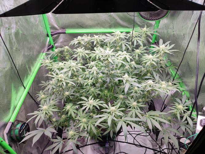 DWC - Papaya Stank. Week 12 - BT 23