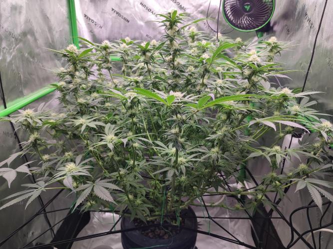 DWC - Papaya Stank. Week 12 - BT 24