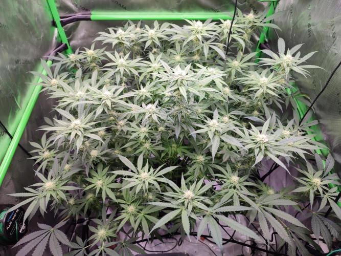 DWC - Papaya Stank. Week 12 - BT 24