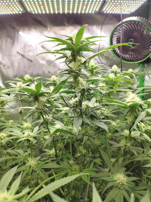 DWC - Papaya Stank. Week 12 - BT 24