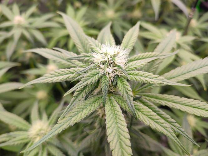 DWC - Papaya Stank. Week 12 - BT 24