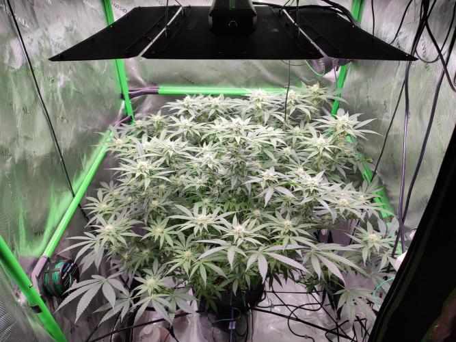 DWC - Papaya Stank. Week 12 - BT 26