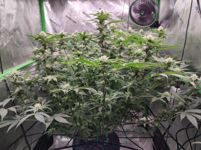 DWC - Papaya Stank. Week 12 - BT 26