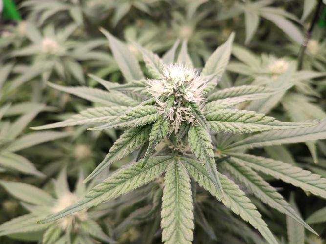 DWC - Papaya Stank. Week 12 - BT 26