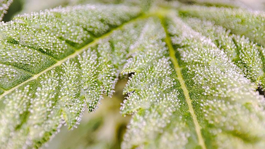 DWC - Papaya Stank. Week 12 - BT 27