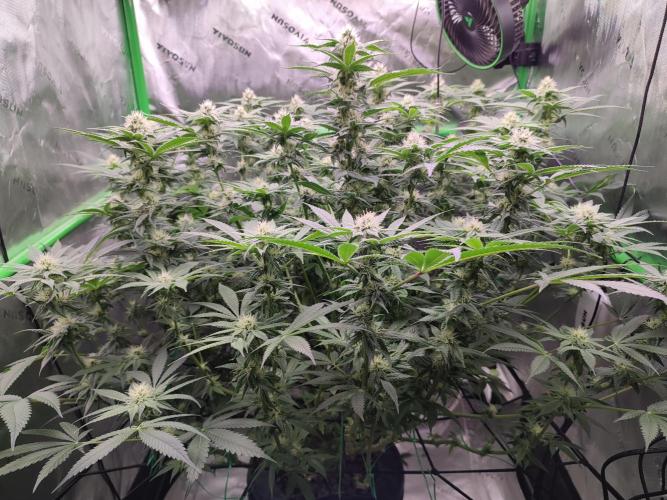 DWC - Papaya Stank. Week 12 - BT 27