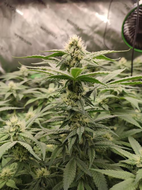 DWC - Papaya Stank. Week 12 - BT 27