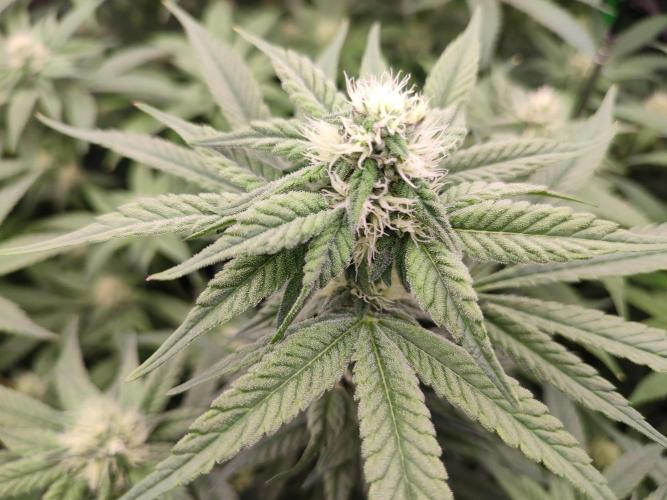 DWC - Papaya Stank. Week 12 - BT 27