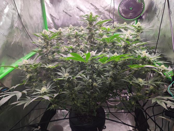 DWC - Papaya Stank. Week 13 - BT 28