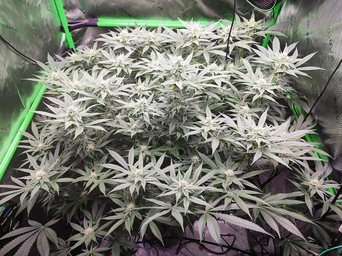 DWC - Papaya Stank. Week 13 - BT 28