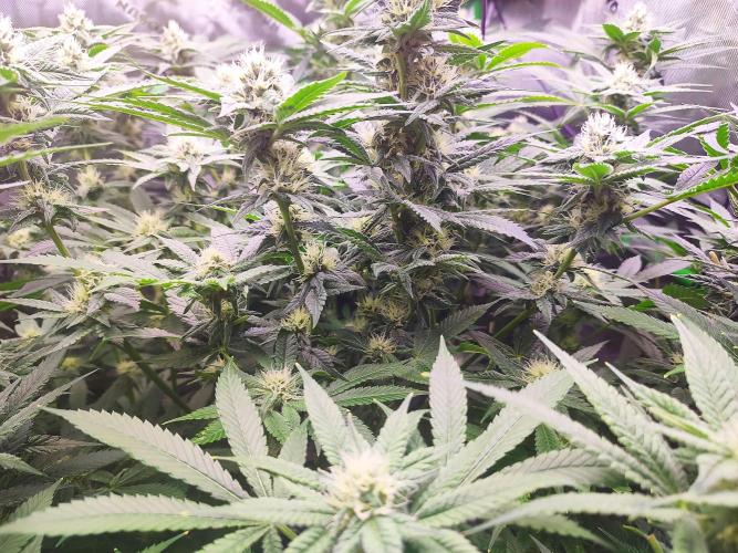 DWC - Papaya Stank. Week 13 - BT 28