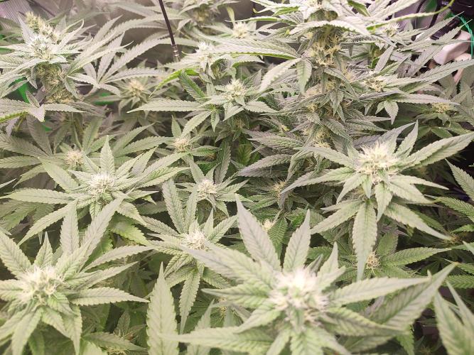 DWC - Papaya Stank. Week 13 - BT 28