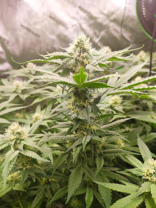 DWC - Papaya Stank. Week 13 - BT 28