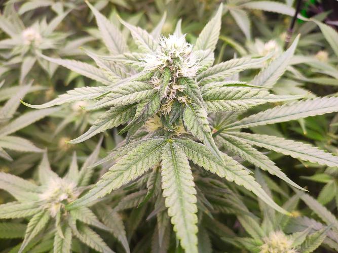 DWC - Papaya Stank. Week 13 - BT 28