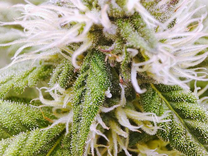 DWC - Papaya Stank. Week 13 - BT 28