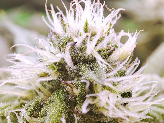 DWC - Papaya Stank. Week 13 - BT 28