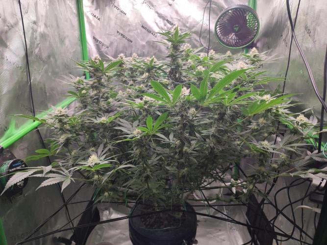 DWC - Papaya Stank. Week 13 - BT 29