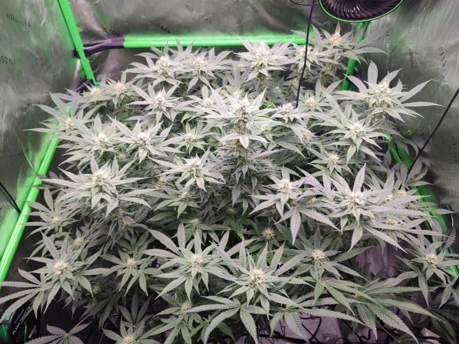 DWC - Papaya Stank. Week 13 - BT 29