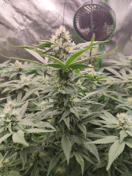 DWC - Papaya Stank. Week 13 - BT 29