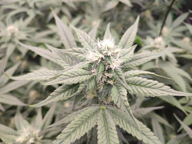 DWC - Papaya Stank. Week 13 - BT 29