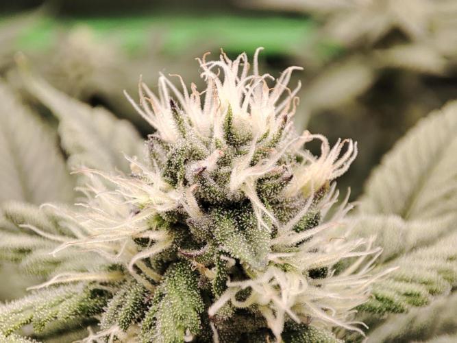 DWC - Papaya Stank. Week 13 - BT 29