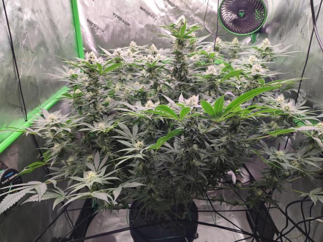 DWC - Papaya Stank. Week 13 - BT 30