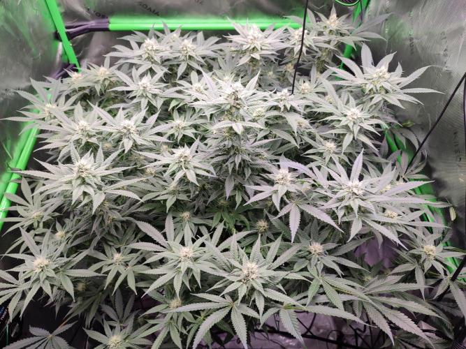 DWC - Papaya Stank. Week 13 - BT 30