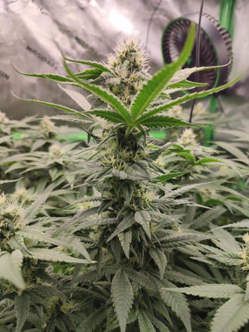 DWC - Papaya Stank. Week 13 - BT 30