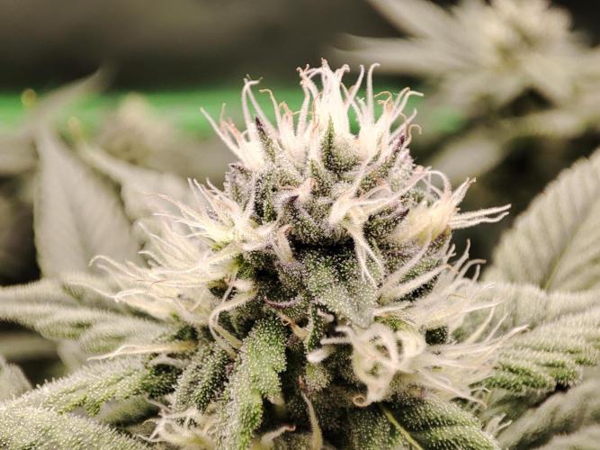 DWC - Papaya Stank. Week 13 - BT 30