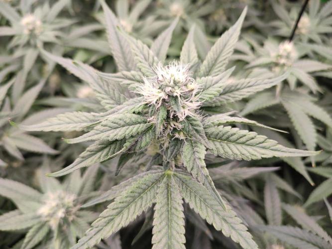 DWC - Papaya Stank. Week 13 - BT 30