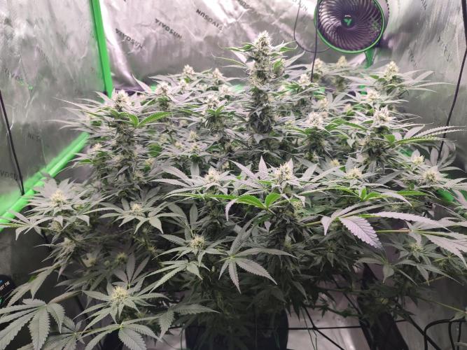 DWC - Papaya Stank. Week 13 - BT 31