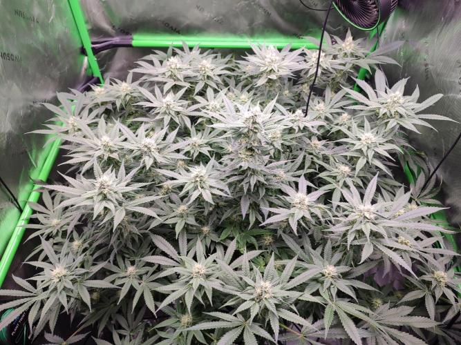 DWC - Papaya Stank. Week 13 - BT 31