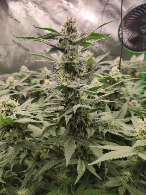 DWC - Papaya Stank. Week 13 - BT 31