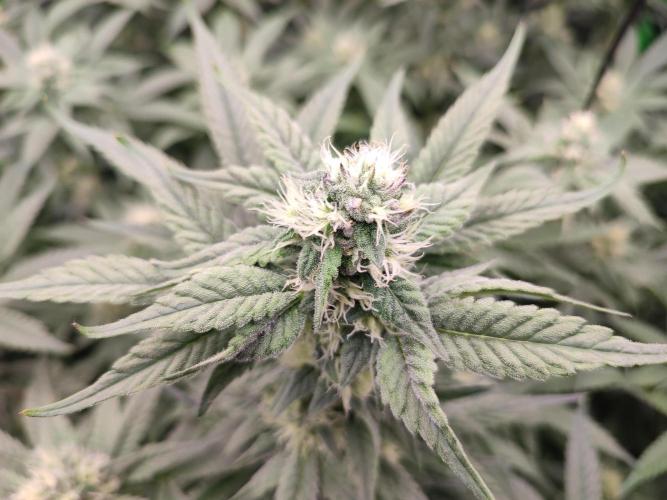 DWC - Papaya Stank. Week 13 - BT 31