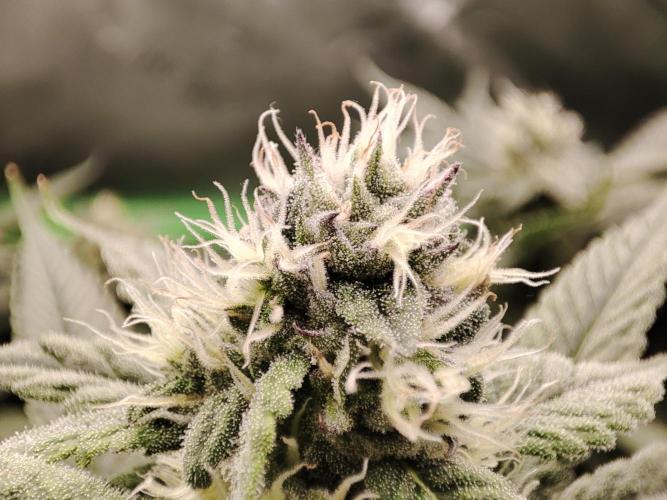 DWC - Papaya Stank. Week 13 - BT 31