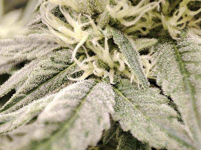 DWC - Papaya Stank. Week 13 - BT 31