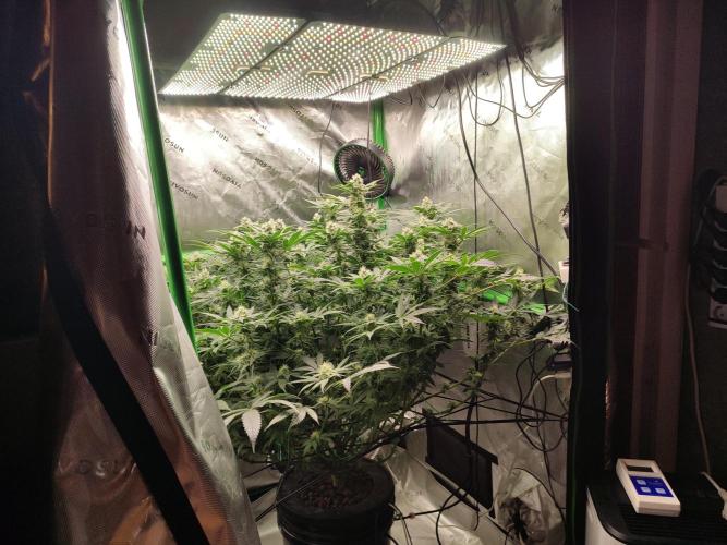 DWC - Papaya Stank. Week 13 - BT 31