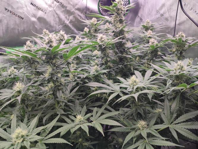 DWC - Papaya Stank. Week 13 - BT 31