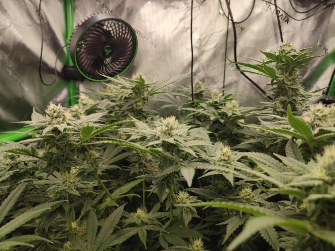 DWC - Papaya Stank. Week 13 - BT 31