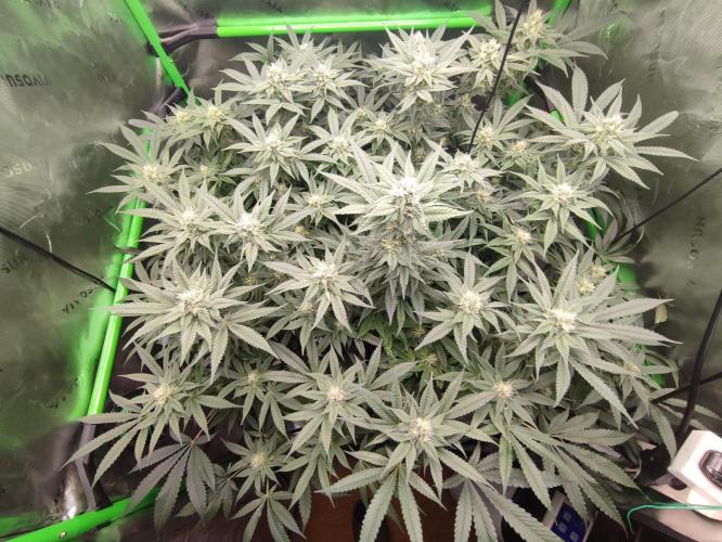 DWC - Papaya Stank. Week 13 - BT 31